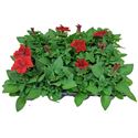 Afbeelding van Petunia P9 Red